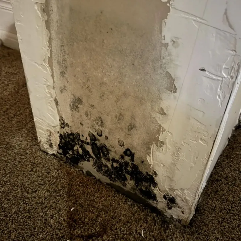 Professional Mold Removal in North Middletown, NJ